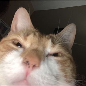 Meet your Posher, Emma